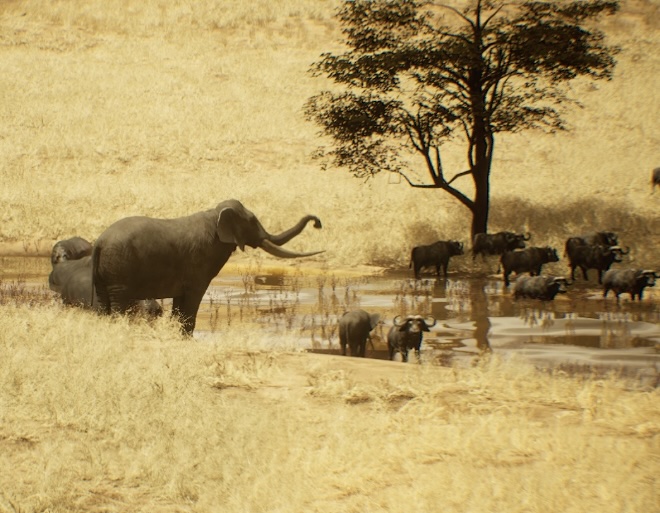 Elephants